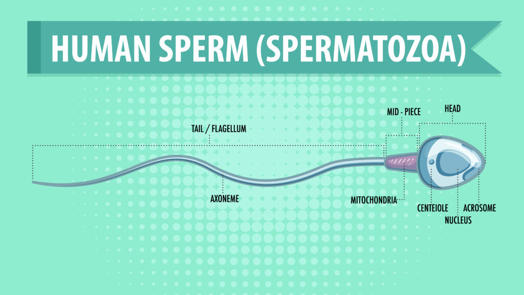 What are the best tips for improving sperm health and enhancing male fertility?