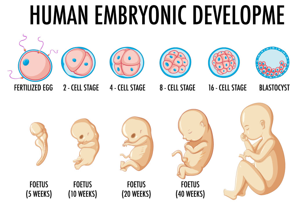 How Does Time-Lapse Imaging Enhance Embryo Development and Improve IVF Success Rates?